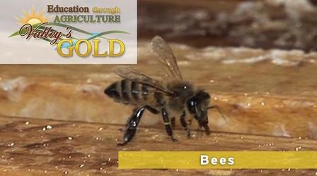 Video thumbnail: Valleys Gold Season 2 Education Through Agriculture - Bees