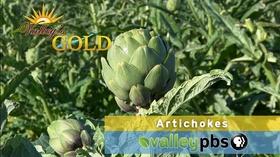 Video thumbnail: Valleys Gold Season 3 PREVIEW | Episode 5: Artichokes