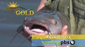 Video thumbnail: Valleys Gold Season 3 PREVIEW | Episode 4: Aquaculture