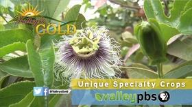 Video thumbnail: Valleys Gold Season 3 PREVIEW | Episode 6: Unique Specialty Crops