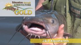 Video thumbnail: Valleys Gold Season 3 J&J Aquafarms | Educational Segment