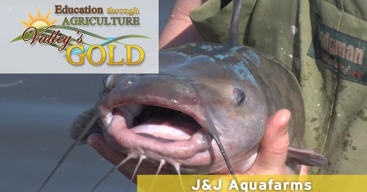 Valley's Gold J&J Aquafarms Educational Segment Season 3 PBS