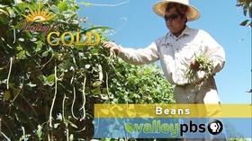 Video thumbnail: Valleys Gold Season 3 PREVIEW | Episode 10: Beans