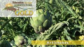 Video thumbnail: Valleys Gold Season 3 Education through Agriculture: Artichokes