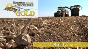 Video thumbnail: Valleys Gold Season 3 Education through Agriculture: Garlic