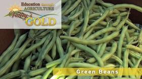Video thumbnail: Valleys Gold Season 3 Education through Agriculture: Green Beans