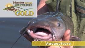 Video thumbnail: Valleys Gold Season 3 Education through Agriculture: Aquaculture
