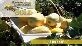 Video thumbnail: Valleys Gold Season 3 Education through Agriculture: Squash