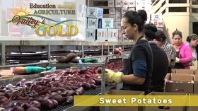Video thumbnail: Valleys Gold Season 3 Education through Agriculture: Sweet Potatoes