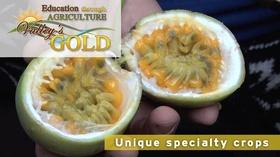 Video thumbnail: Valleys Gold Season 3 Education through Agriculture: Unique Specialty Crops