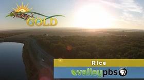 Video thumbnail: Valley's Gold Season 4 Valley's Gold: Rice