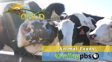 Video thumbnail: Valleys Gold Animal Feeds