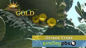 Video thumbnail: Valley's Gold Season 4 Valley's Gold: Unique Crops