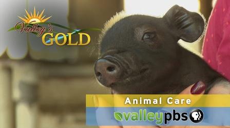 Video thumbnail: Valleys Gold Animal Care