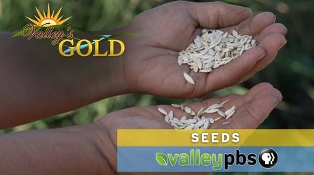 Video thumbnail: Valleys Gold Seeds