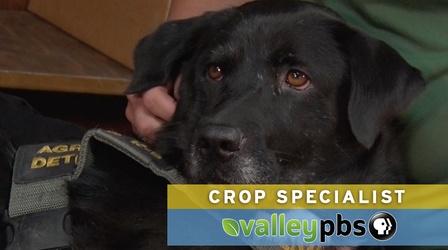 Video thumbnail: Valleys Gold Crop Specialists