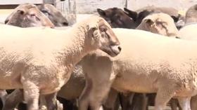 Video thumbnail: Valleys Gold Season 2 Season 2, Ep. 2: Sheep and Goats