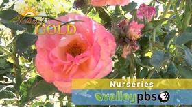 Video thumbnail: Valleys Gold Season 2 Season 2, Ep. 4: Nurseries and Flowers