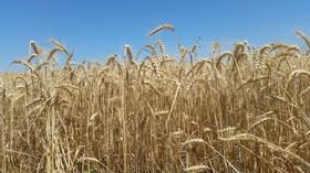 Video thumbnail: Valleys Gold Season 2 Season 2, Ep. 8: Wheat & Potatoes