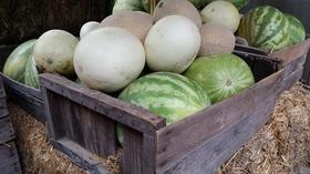 Video thumbnail: Valleys Gold Season 2 Season 2, Ep. 10: Melons