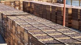 Video thumbnail: Valleys Gold Season 2 Season 2, Ep. 13: Plums