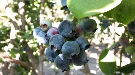 Video thumbnail: Valleys Gold Season 2 Valley’s Gold Education – Berries