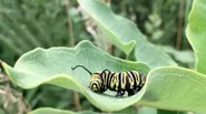 Poems from the Field: Caterpillar