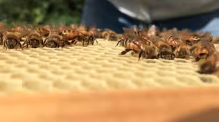 Poems from the Field: Two New World Bees