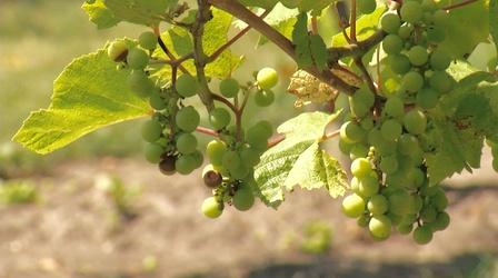 Video thumbnail: Postcards RiverSong and Crow River Winery
