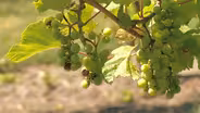 RiverSong and Crow River Winery