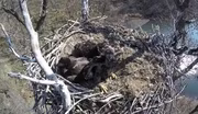 Eagle Chick Banding