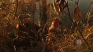 Duck Hunting