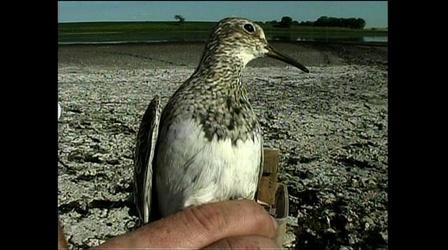 Video thumbnail: Prairie Sportsman Shorebird Banding and the MWT