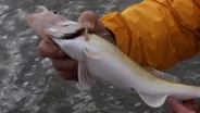 Minnesota River Walleye Fishing