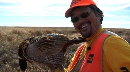 Video thumbnail: Prairie Sportsman South Dakota Pheasant Hunt