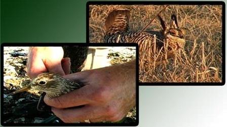 Video thumbnail: Prairie Sportsman Shorebirds and Prairie Chickens