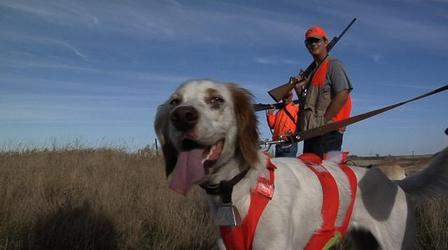 Video thumbnail: Prairie Sportsman Pheasant hunt in South Dakota