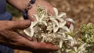 Revisiting Hydrangea