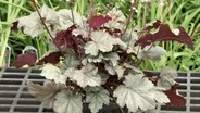  Can You Say Heuchera?