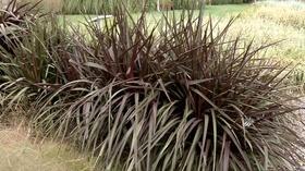 Video thumbnail: Prairie Yard & Garden Grasses for the Landscape