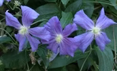 Clematis