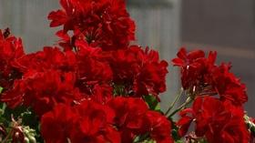 Video thumbnail: Prairie Yard & Garden Gardening According to the Holidays