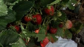 Video thumbnail: Prairie Yard & Garden Growing Strawberries in Cold Climates