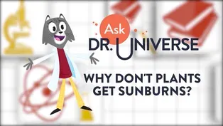 Dr. Universe: Plant Sunscreen