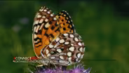 Butterflies!