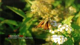 Video thumbnail: xConnect Northwest Quick Bit: Butterflies