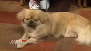 Dogs & Purebreds