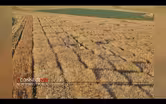 Wheat On My Mind