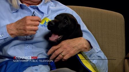 Video thumbnail: xConnect Northwest Canine Companions for Independence