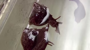 Prescription Oceans - Trailer